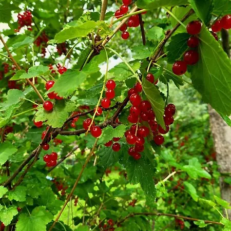 Dovolenkove Pilarcik 주베레츠